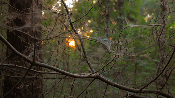 Cobweb on the Branches in the Forest