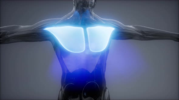 Pectorsl Muscule - Visible Muscle Anatomy Map alt