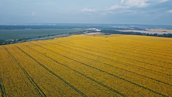 Agriculture Field with Blooming Sunflowers