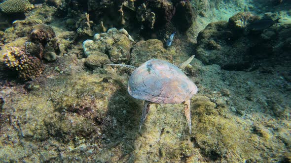 cute green sea turtle (Chelonia mydas)