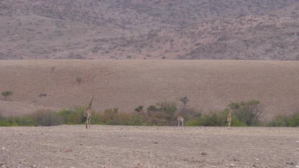 Giraffe family walks away on the savanna 