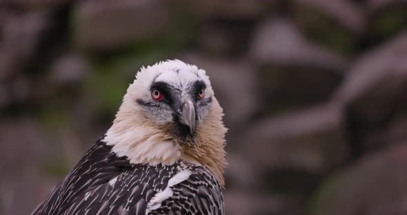 Bearded Vulture Gypaetus Barbatus Detail Portrait of Rare Mountain Bird