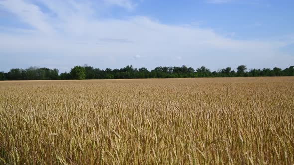 agricultural wheat field