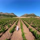 Woman in the Rows of Grapevine of Corsica - VideoHive Item for Sale