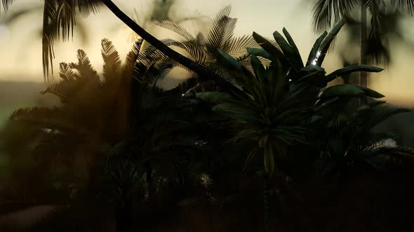Coco Palm Trees Tropical Landscape alt