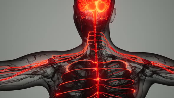 Brain and Nervous System of Human alt