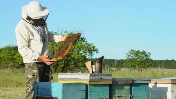 Beekeeper is working with bees and beehives on the apiary. Frames of a bee hive. Apiary concept