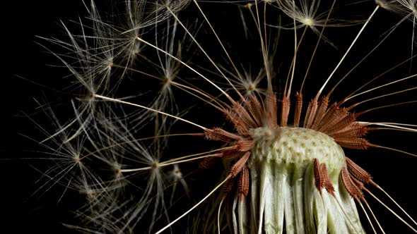 Macro shot of a Dandelion rotating