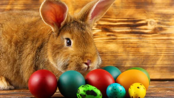 Curious Little Fluffy Brown Bunny Sits on a Wooden Background with Multicolored Painted Easter Eggs