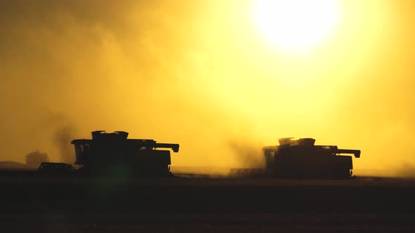 Silhouette of Two Combines Moves Across the Field and Mows Ripe Wheat, Rye Dust Rises Above Field in