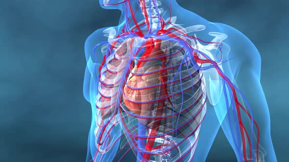 Human Circulatory System Heart Beat Anatomy Animation Concept. 3D