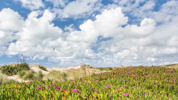 Sunny Day with Fast Clouds over Flowers