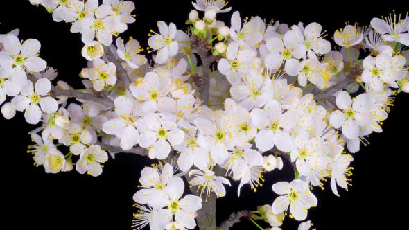 White Flowers Blossoms on the Branches Cherry Tree