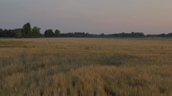 Barley Field