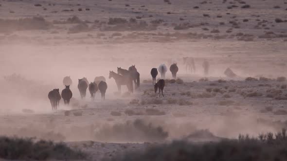 Herd of wild horses across the desert landscape as one rolls in the dirt