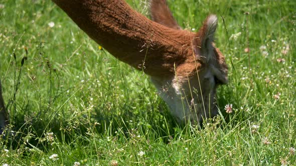 Close up low angle of wild brown alpaca eating grass outdoors of field in sunlight