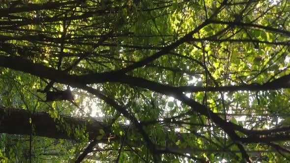 Vertical Video Autumn Forest with Trees in Ukraine Slow Motion