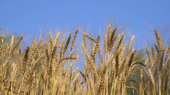 Barley With Blue Sky