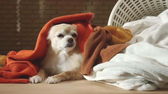 little lap dog messy playing fold cloths basket on wooden laundry table home concept background