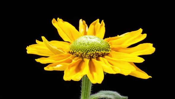 Black-eyed Susan