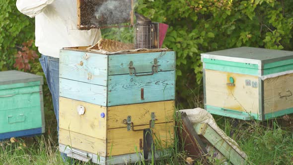 Beekeeper in White Protective Suit, Picks Up From the Hive a Beehive Frame with Bees on It, Inspects