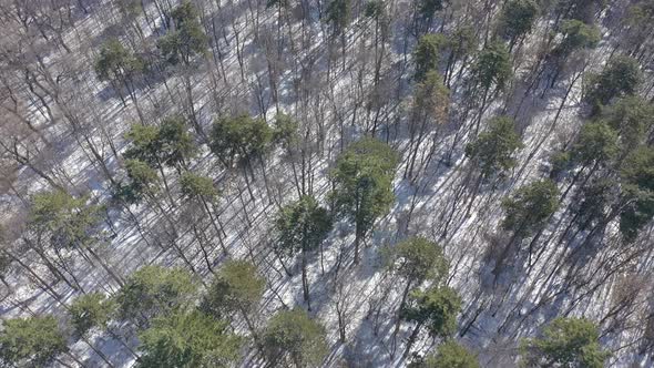 Morning sun tree shadows on snowed ground 4K aerial video