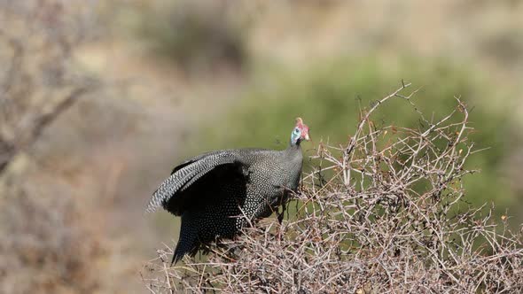 Helmeted Guineafowl Feeding In A Bush