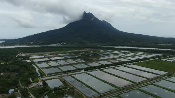 Prawn Fish Farm Aerial