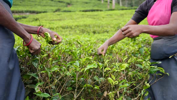 Female Farmer Hands Picking Tea Leaves At A Tea Plantation Closeup
