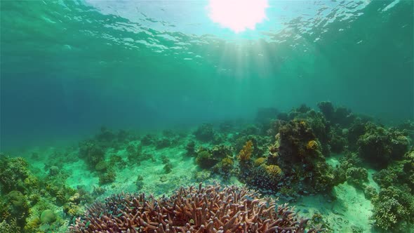 Underwater World Coral Reef