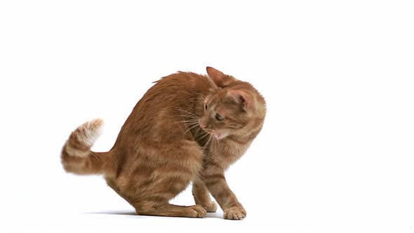 Red Tabby Domestic Cat, Adult Playing, Leaping against White Background, Slow motion 700401