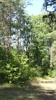 Vertical Video of Beautiful Green Forest By Day