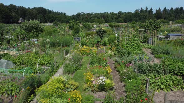 Flower Garden botanical Aerial flying over flowers and butterflies