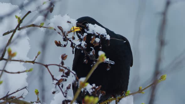 A jackdaw bites off a leaf from a tree covered in snow