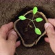 Above View of the Gardener's Hands Planting Vegetable Seedlings in Peat Pots Close Up - VideoHive Item for Sale