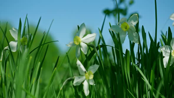 Close-up of White Iris Flowers Along with Green Lawn Grass