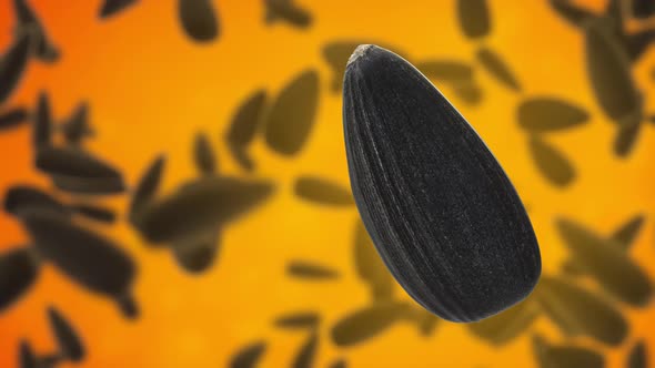Black sunflower seeds on orange background