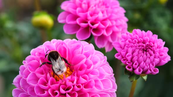 Black and yellow bumble bee extracts nectar from dahlia flowers.