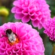 Black and yellow bumble bee extracts nectar from dahlia flowers. - VideoHive Item for Sale