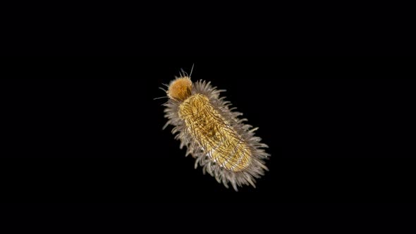 Larva of beetle Thylodrias contractus (Odd Beetle) under a microscope, family Dermestidae