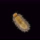 Larva of beetle Thylodrias contractus (Odd Beetle) under a microscope, family Dermestidae - VideoHive Item for Sale