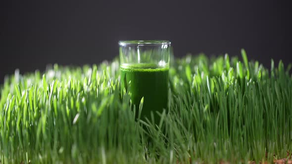 Healthy green detox juice from grass of green germinated wheat grains, rotates