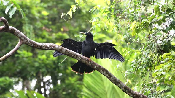 Costa Rica Wildlife, Anhinga Bird (Anhinga Anhinga) in Rainforest, Drying its Wings and Sitting Perc