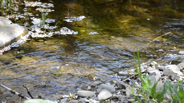 Cherry Petals on Flowing Water 01