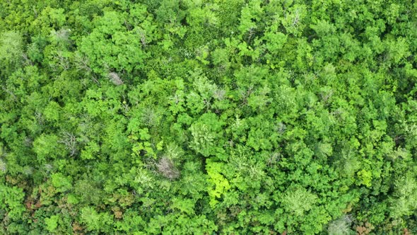 Going Up Aerial Footage of Dense Forest