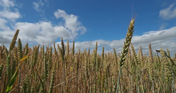 Wheat field in Loiret, France
