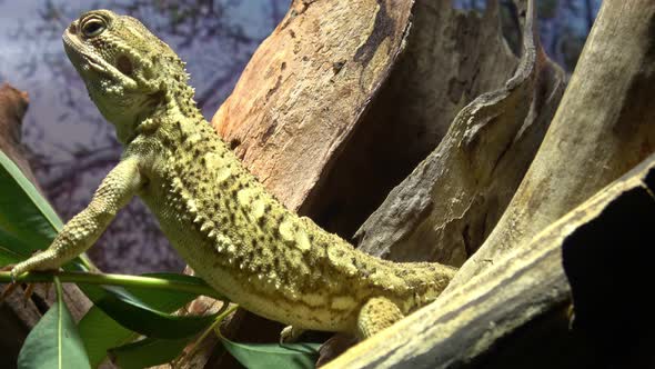 Brown iguana sitting on a tree trunk