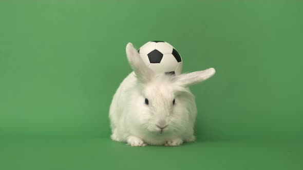 White Rabbit and Soccer Ball on Green Background