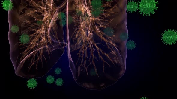 Corona virus is destroying the lungs. The lungs are going to be very damaged.