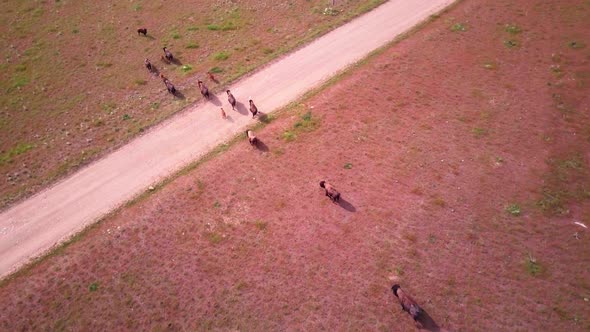 A high drone shot of a large herd of buffalo or bison walk around in a green meadow and on a beach w